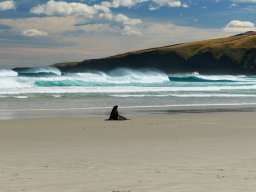Seelöwe, Otago Halbinsel, Neusseland